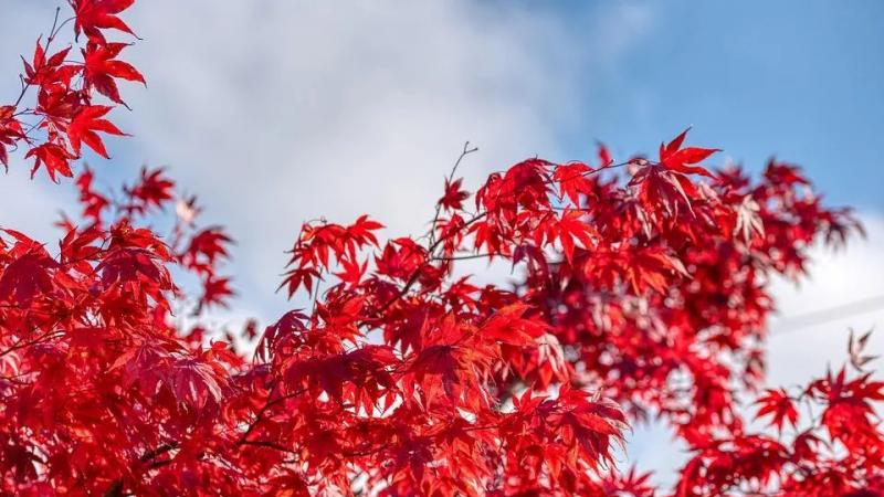  红枫树种植方法和注意事项