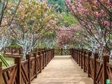 樱花适合庭院种植吗