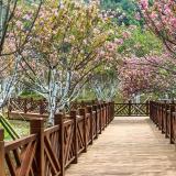 樱花适合庭院种植吗