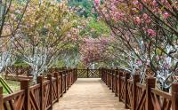 樱花适合庭院种植吗