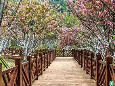 樱花适合庭院种植吗