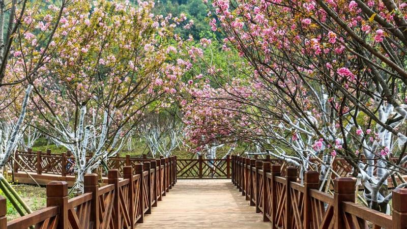樱花适合庭院种植吗