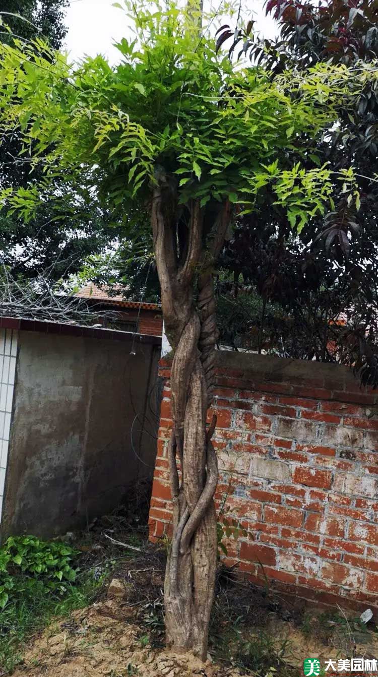 紫藤大苗实拍图