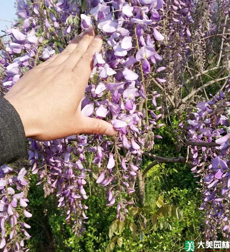 紫藤开花图