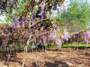 紫藤 - 紫藤园林造景效果，爬藤花卉苗木