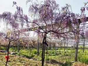 紫藤 - 紫藤开花实拍，庭院攀援观赏苗木