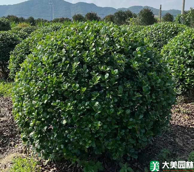 冬青小苗多少钱一棵，冬青苗单价低至1毛一棵