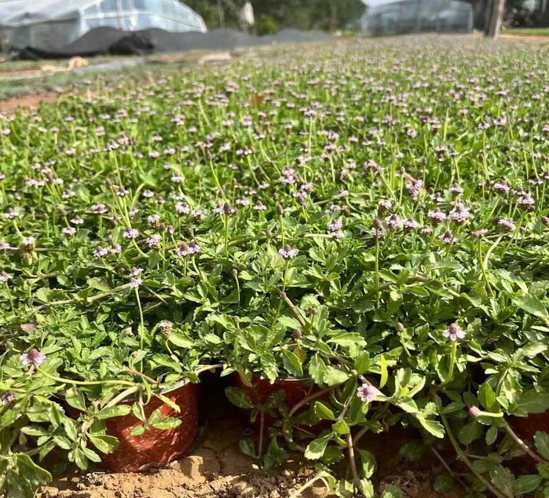 姬岩垂草秋天栽种好吗？秋季种植优势与正确栽种方法
