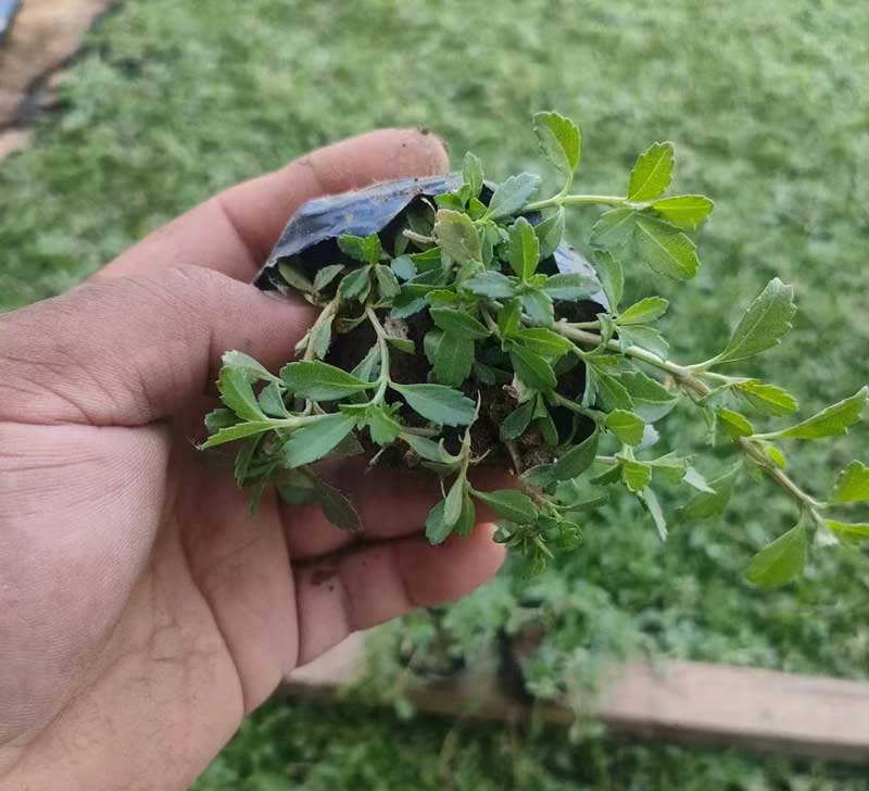 姬岩垂草杯苗实拍