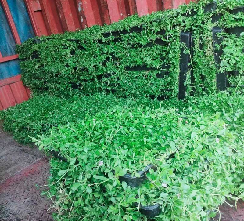 姬岩垂草装车发货实拍