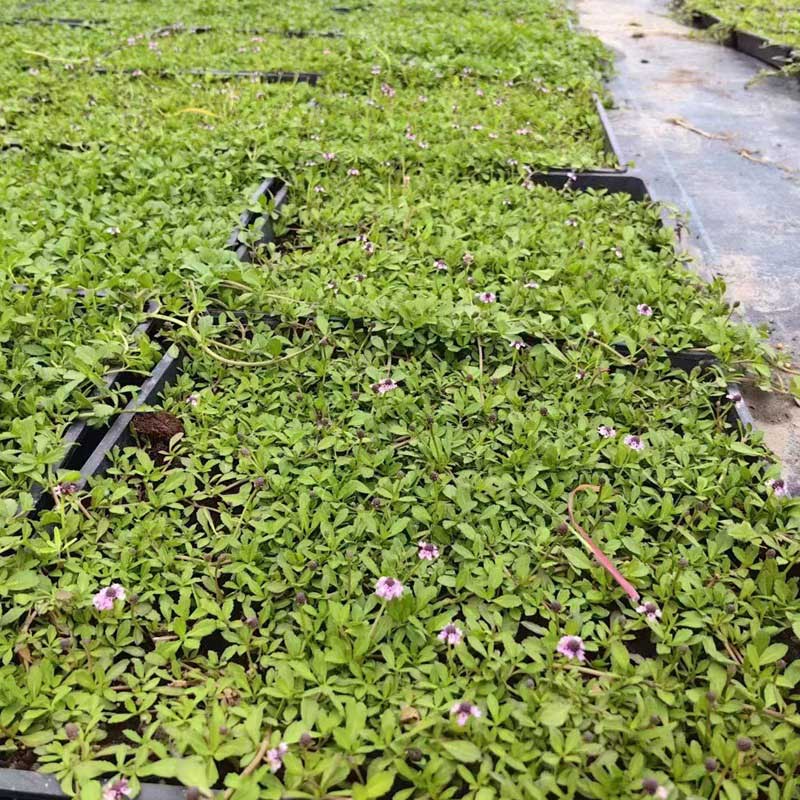 姬岩垂草基地种植铺设实拍