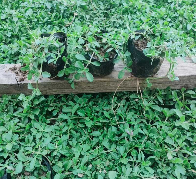 姬岩垂草小苗实拍