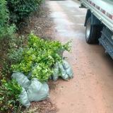 长沙跳马基地工程苗木发货现场