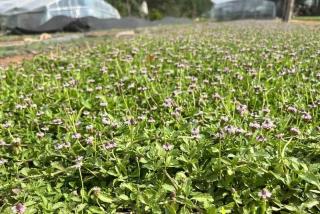 姬岩垂草秋天栽种好吗？秋季种植优势与正确栽种方法