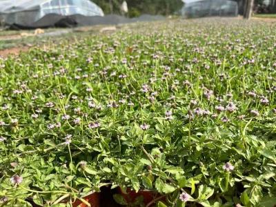 姬岩垂草秋天栽种好吗？秋季种植优势与正确栽种方法