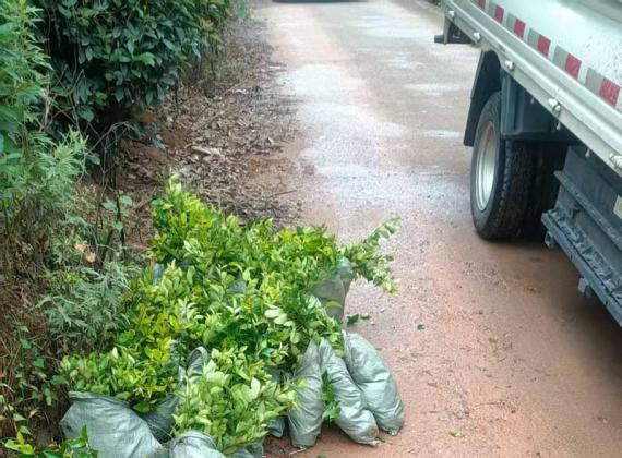 长沙跳马基地工程苗木发货现场 - 绿化工程案例