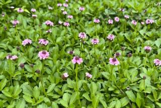 姬岩垂草是什么植物？有什么特点