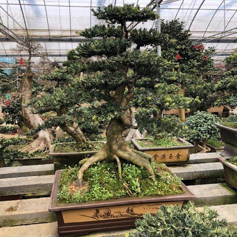 罗汉松盆景实拍