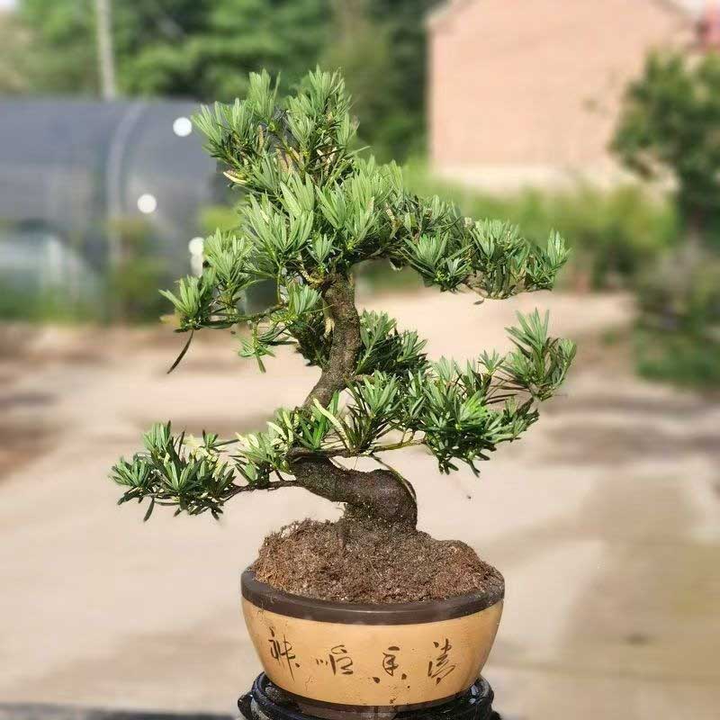 造型罗汉松实拍