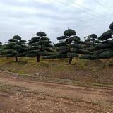 湖南造型罗汉松哪里买｜跳马、柏加苗木基地选购指南