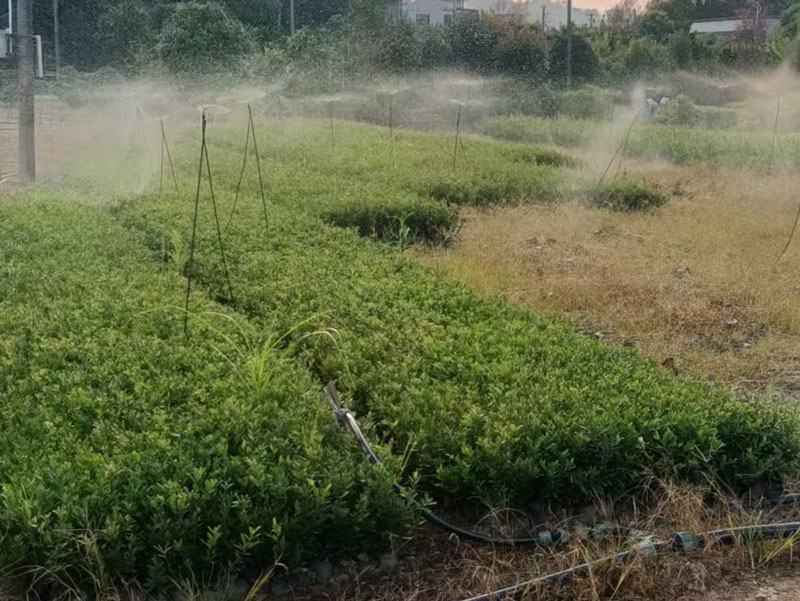 蚊母苗木基地苗圃实拍图
