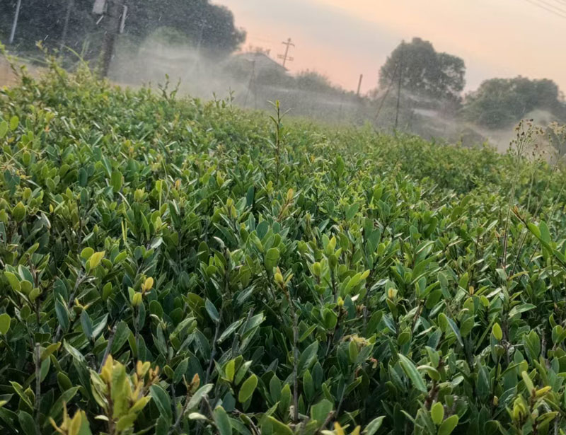 蚊母小苗基地