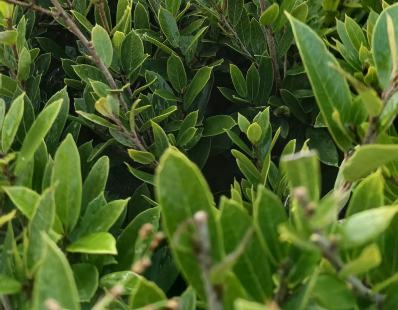 蚊母小苗