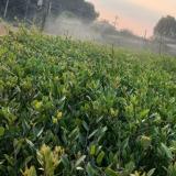 长沙蚊母苗多少钱一平方