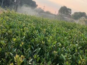 蚊母小苗 - 蚊母苗木基地实拍