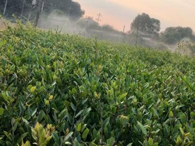 长沙蚊母苗多少钱一平方