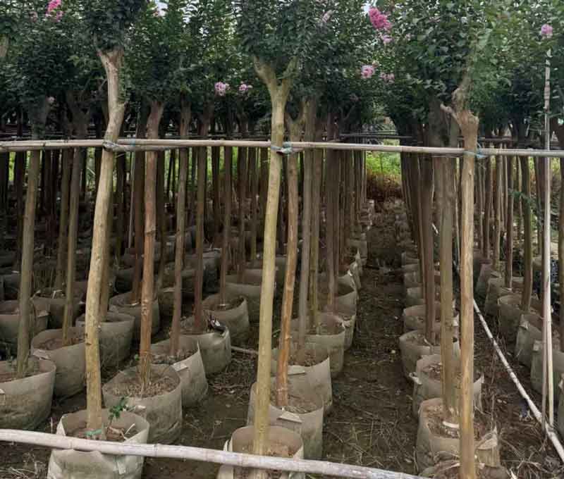 紫薇树容器苗实拍