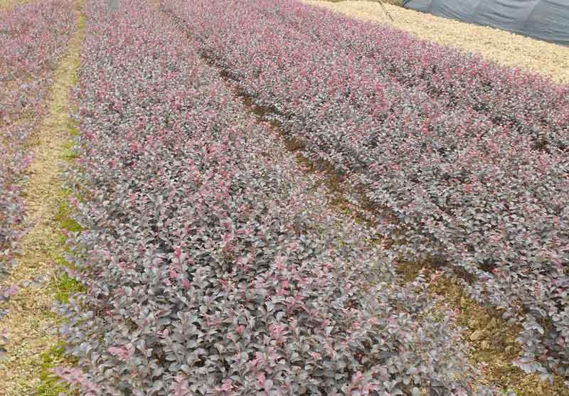 红花檵木苗圃实拍