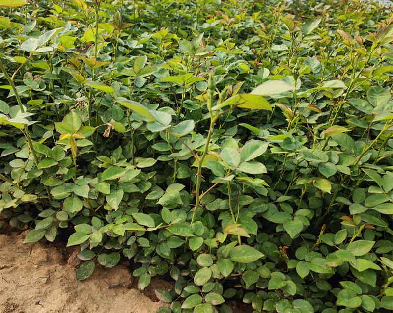 月季花苗圃成片栽植效果