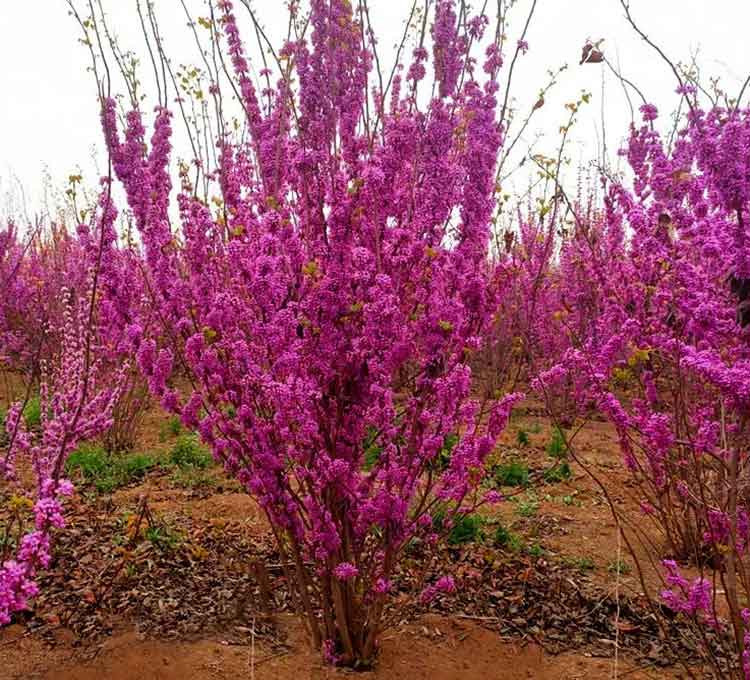 紫荆苗圃基地的紫荆开花图片