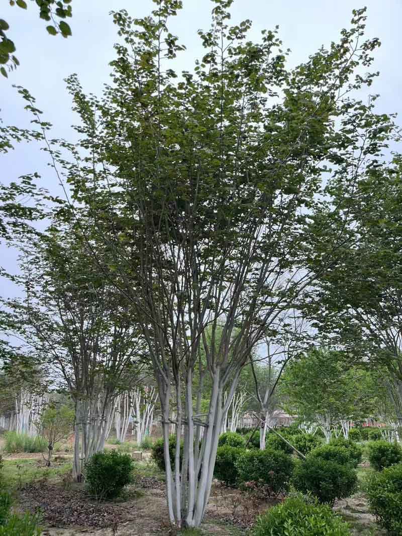 大型丛生紫荆
