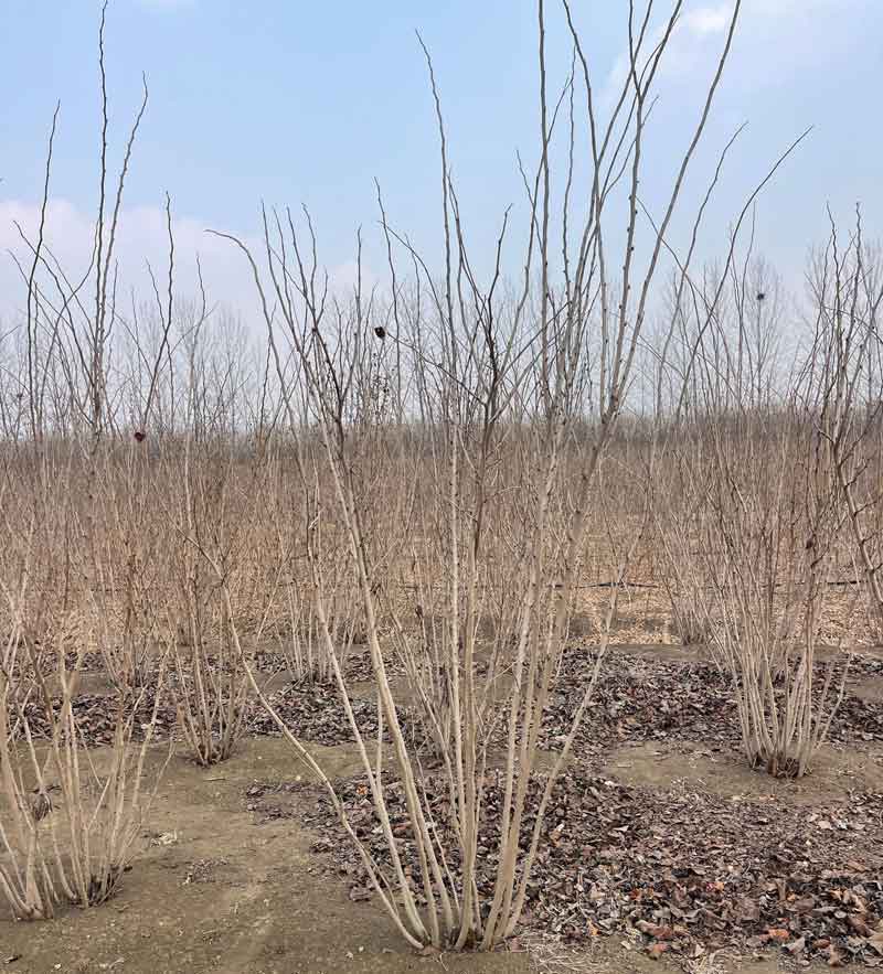 紫荆苗圃基地里的丛生紫荆
