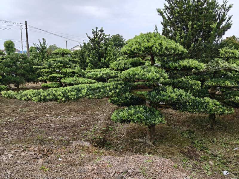 湖南造型罗汉松苗圃