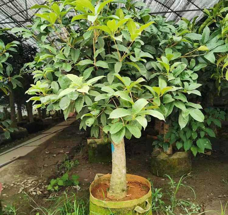 嫁接的容器苗桂花树