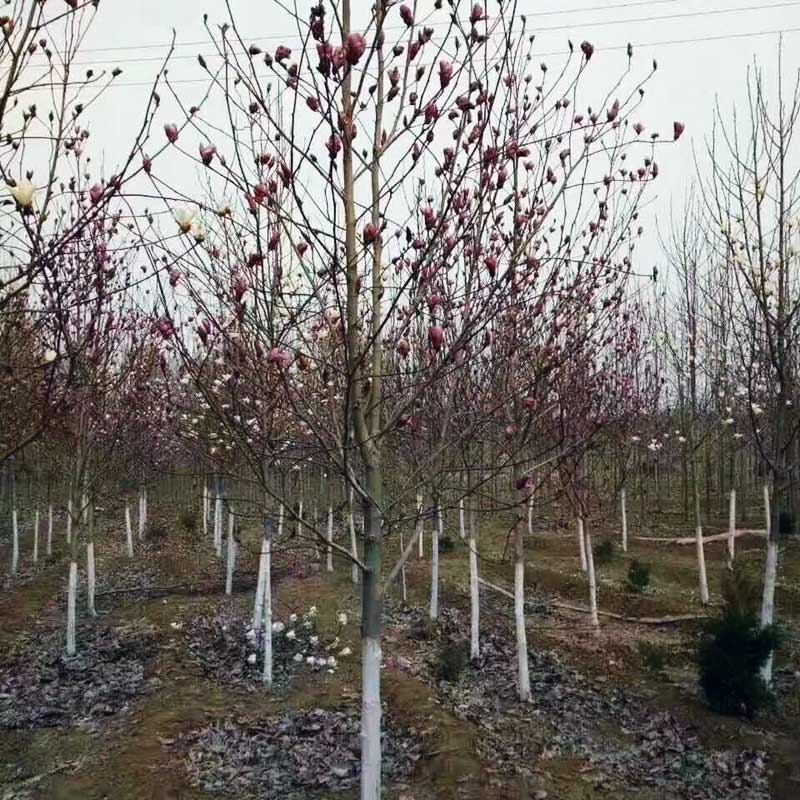 二乔玉兰苗圃实拍